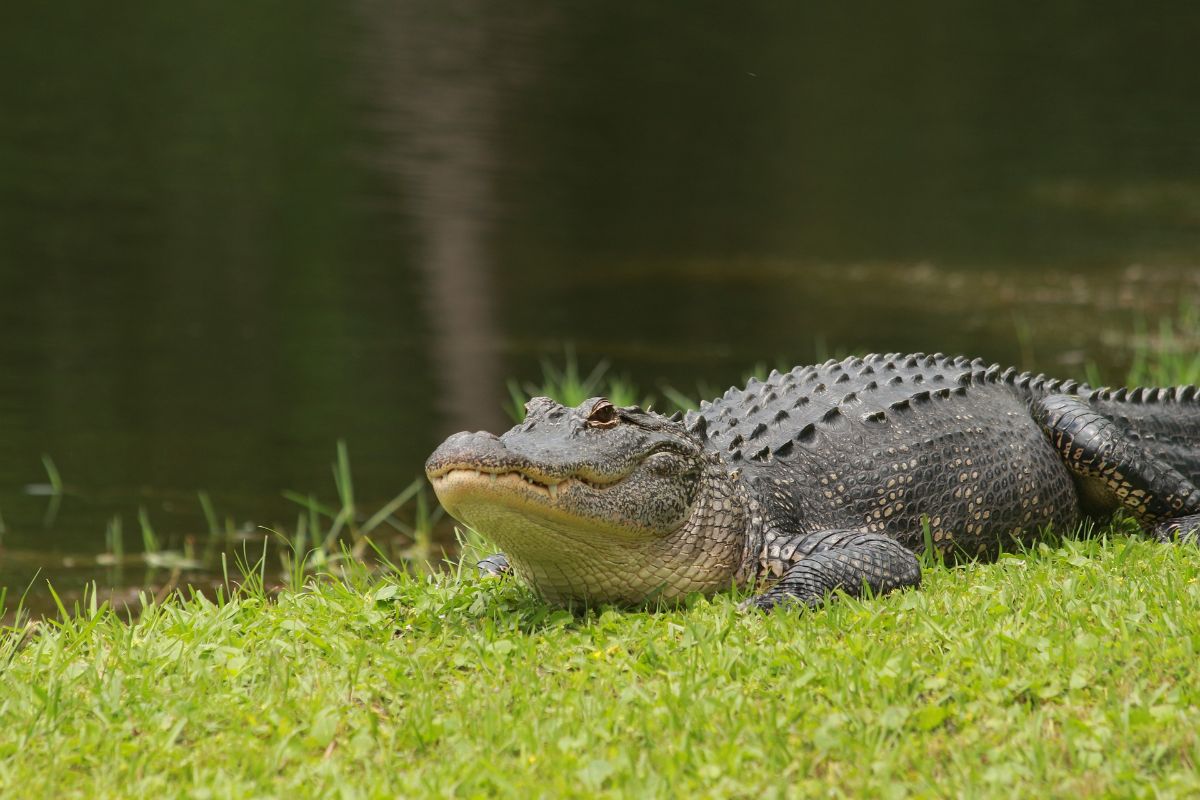 Biblical Meaning Of Alligator In Dreams