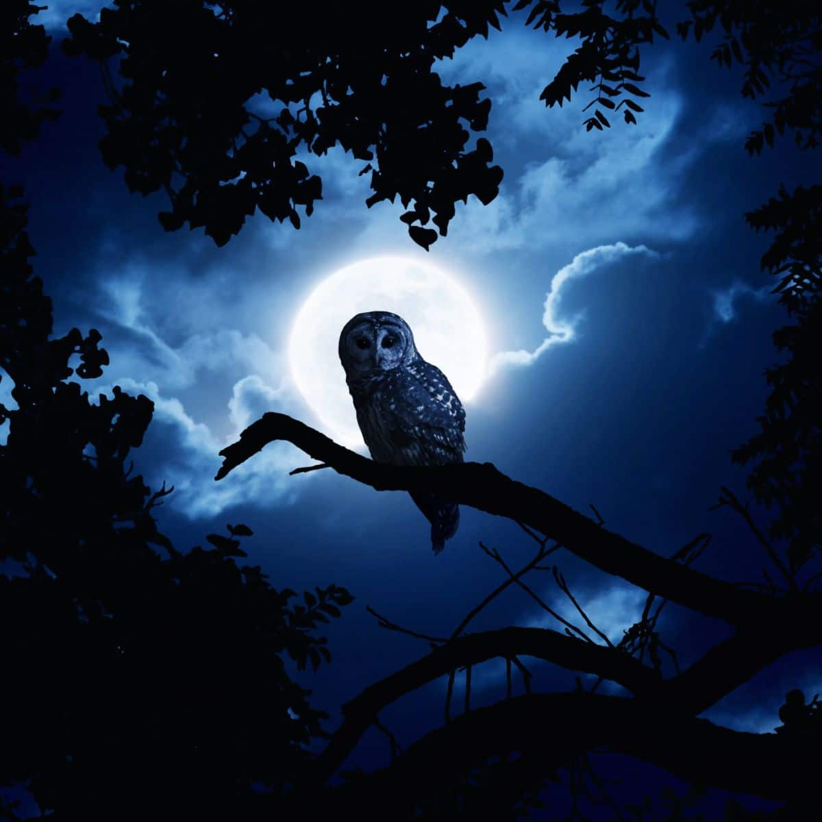 Owl Hooting Meaning