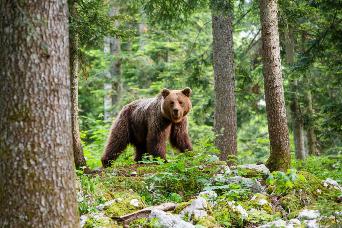 Spiritual Meaning Of Brown Bears In Dreams