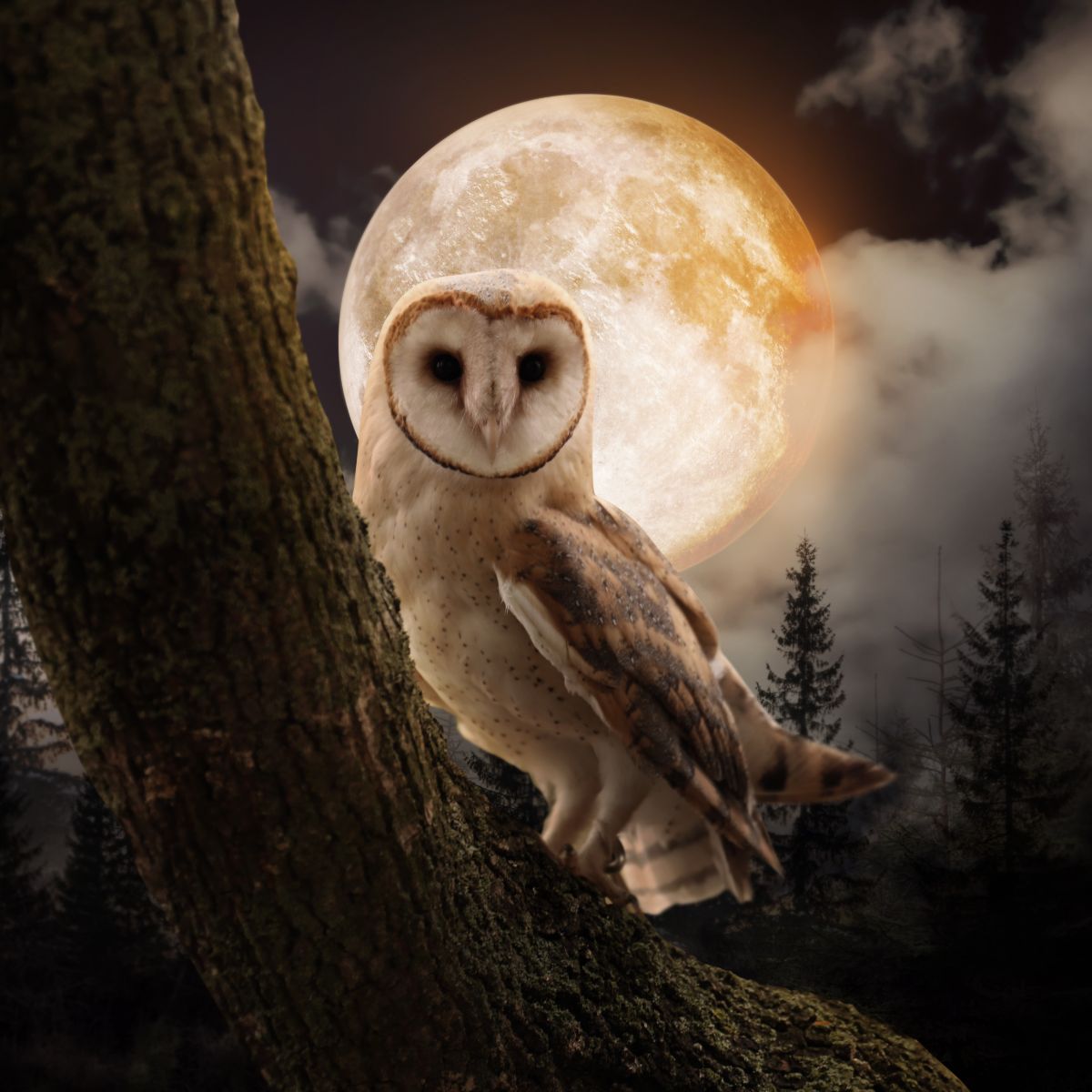 Spiritual Meaning Of Hearing an Owl