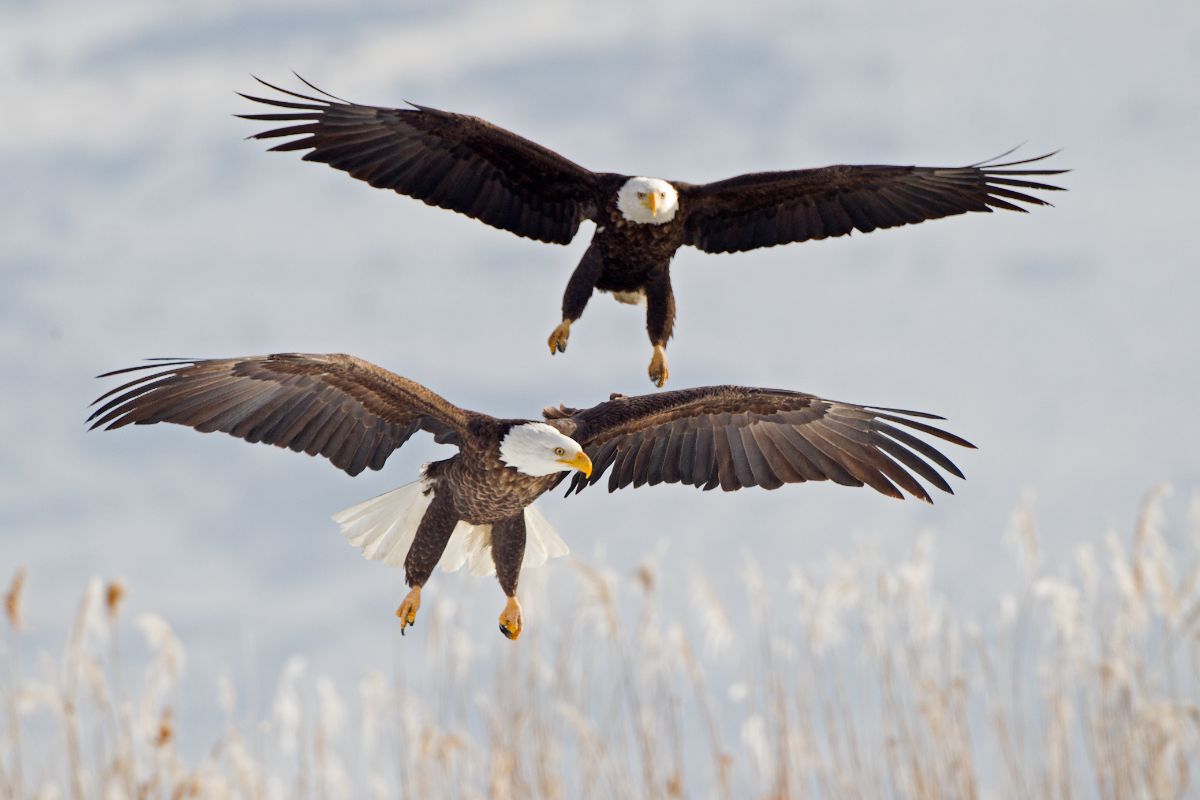 Spiritual Meaning Of Seeing Two Eagles Flying Together