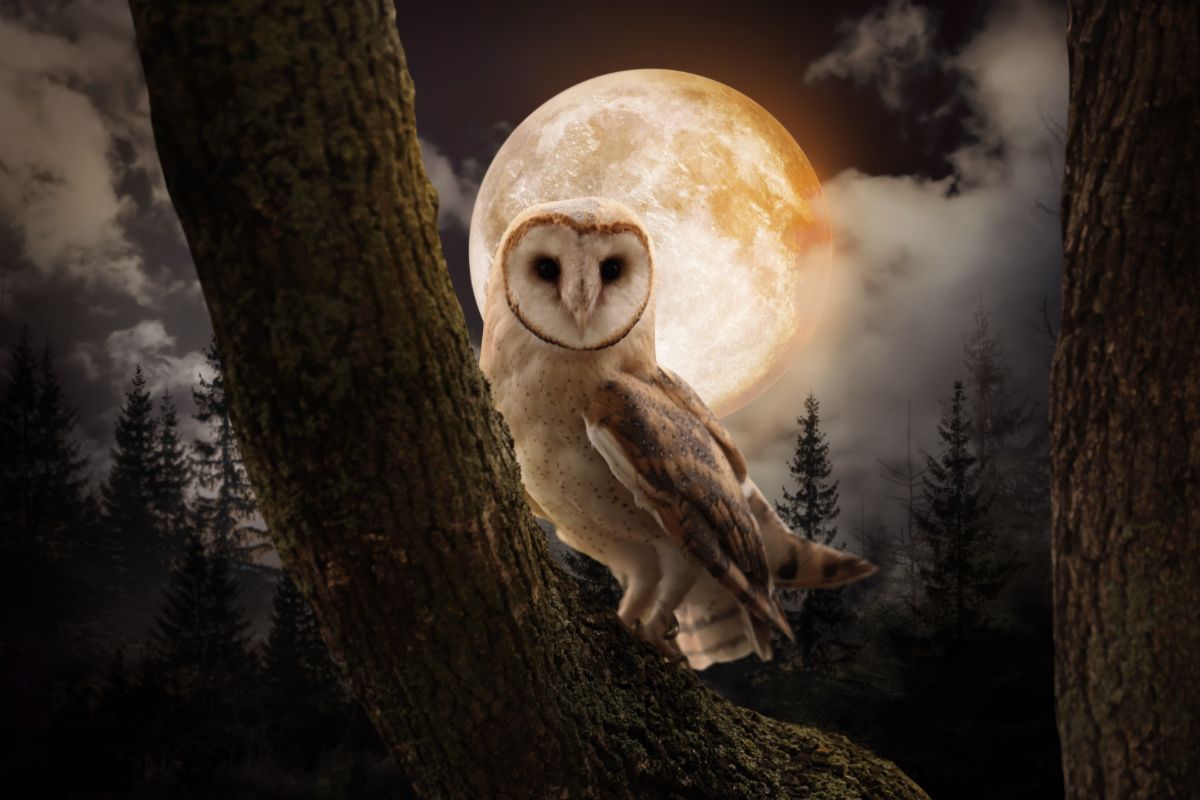 Spiritual Meaning of Hearing an Owl Hooting