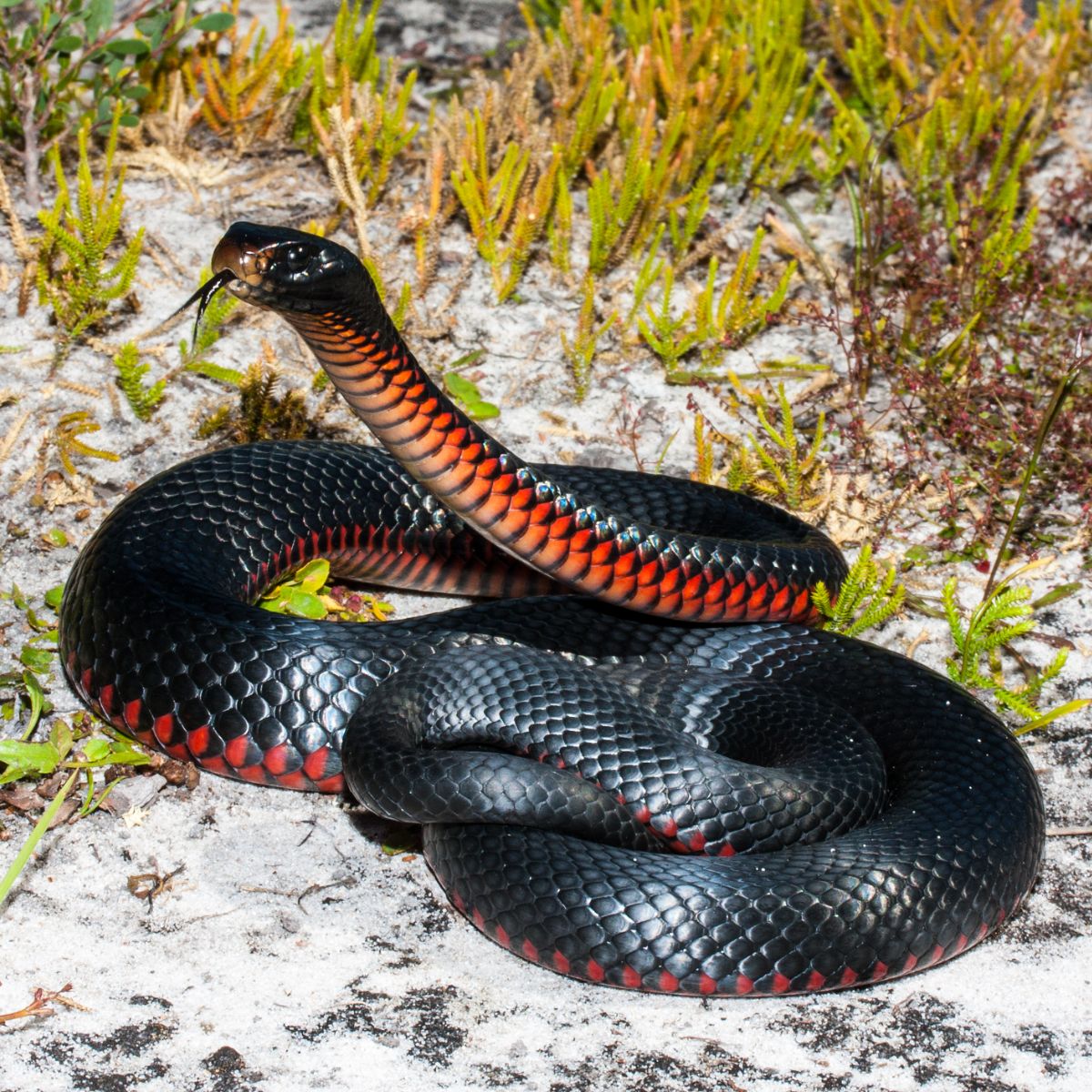 The Meaning Of Seeing A Black Snake In Your Yard