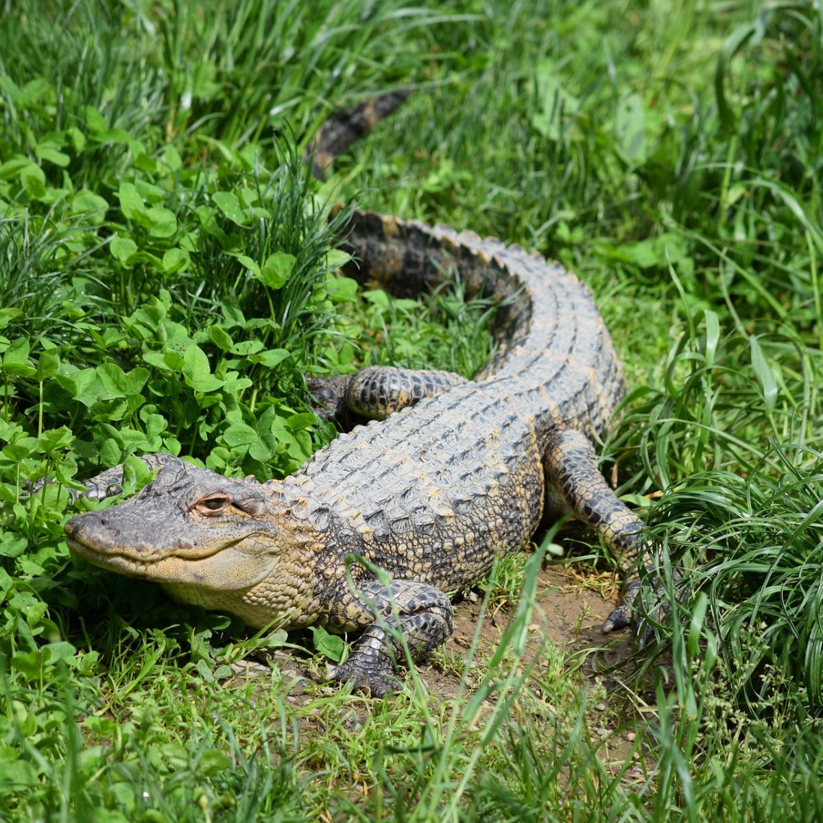 alligator biblical meaning