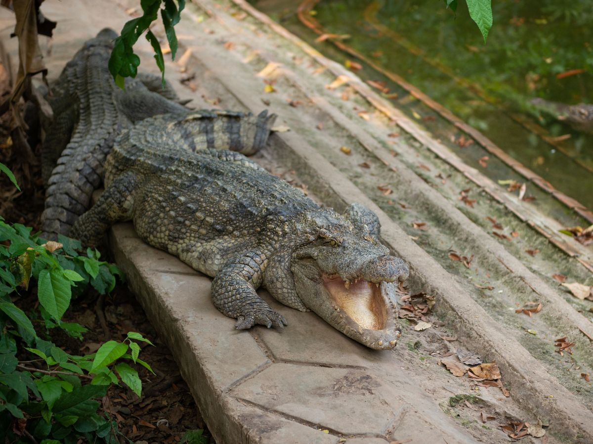 alligator symbolism bible