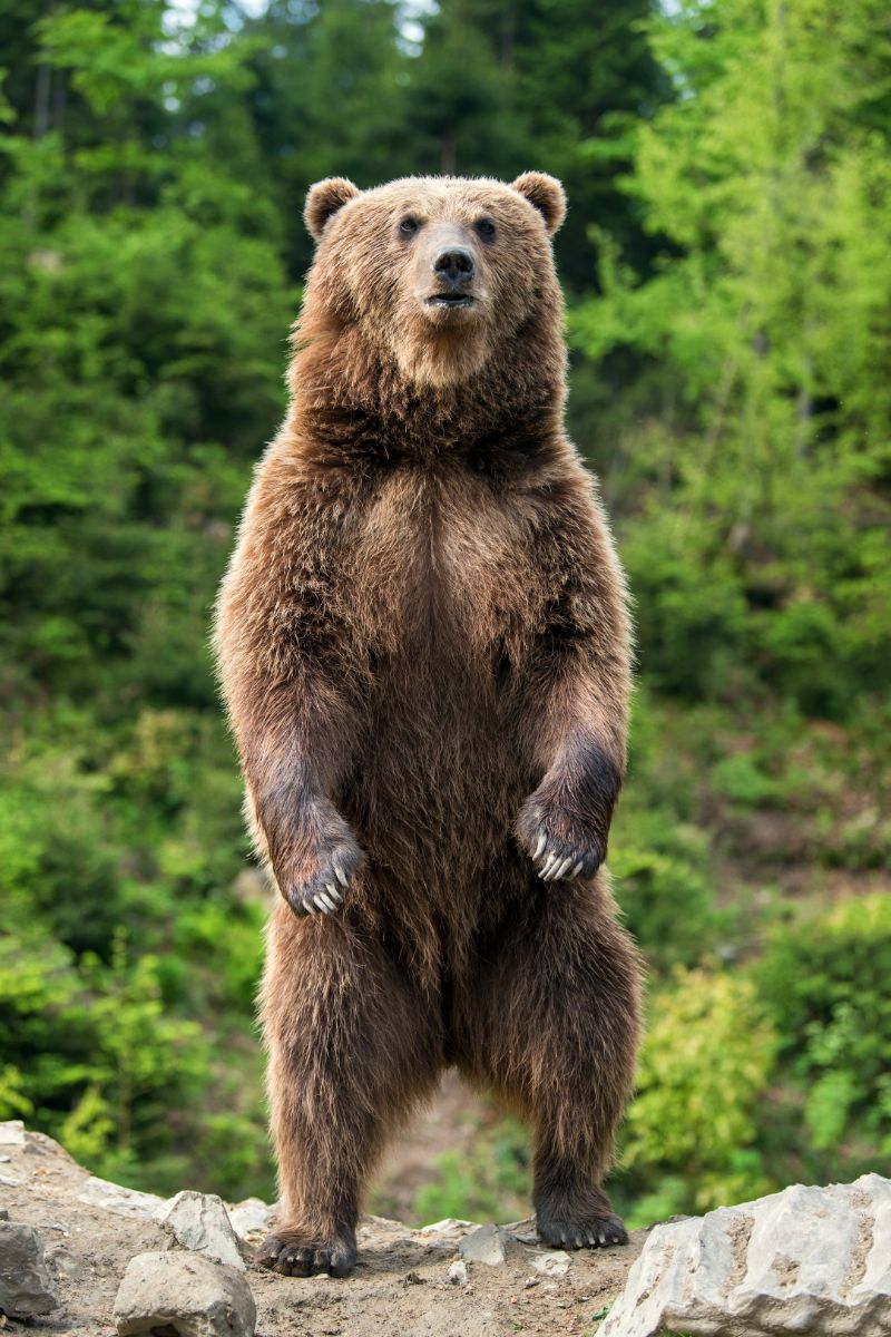 biblical meaning of black bear in dream