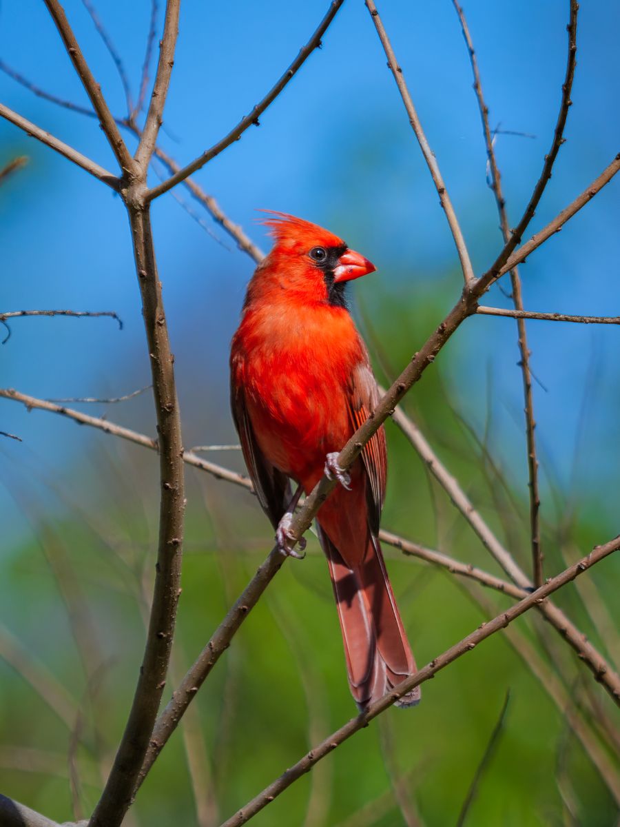 bird pecking at window spiritual meaning