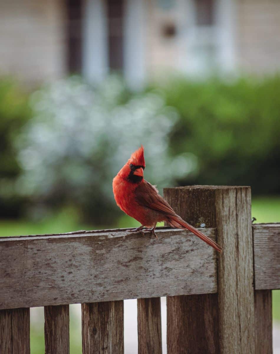 bird tapping on window spiritual meaning