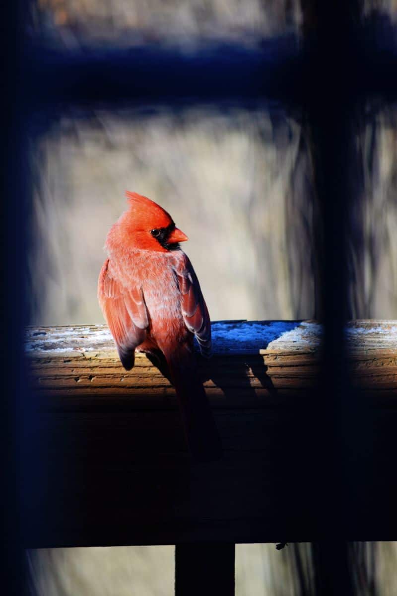 cardinal pecking at window spiritual meaning