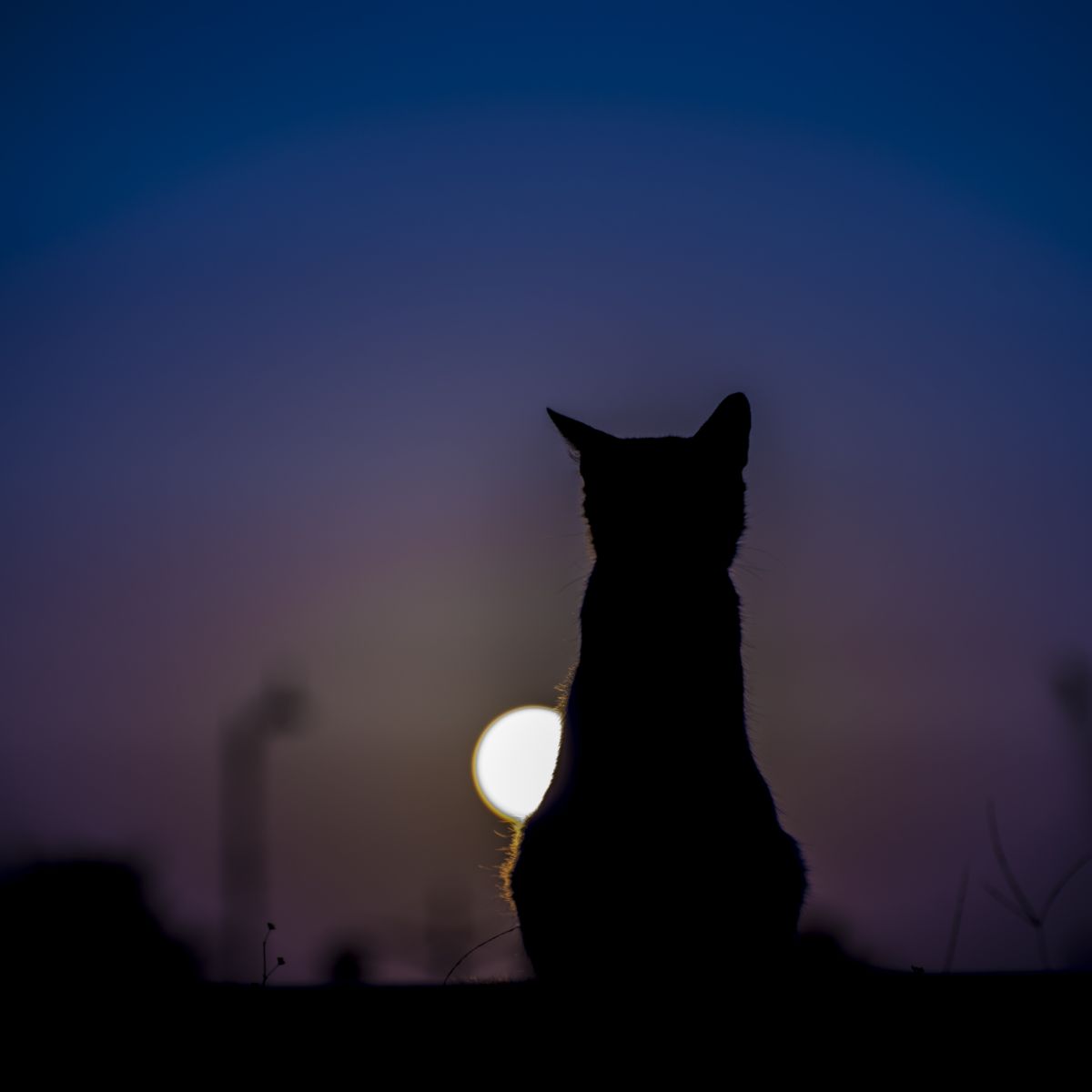 cats crying at night superstition