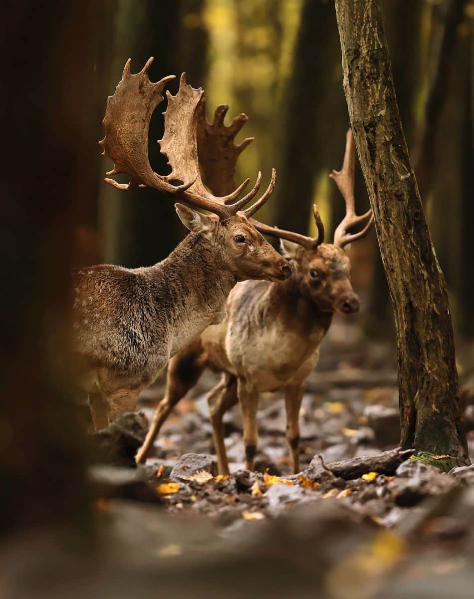 deer crossing your path meaning