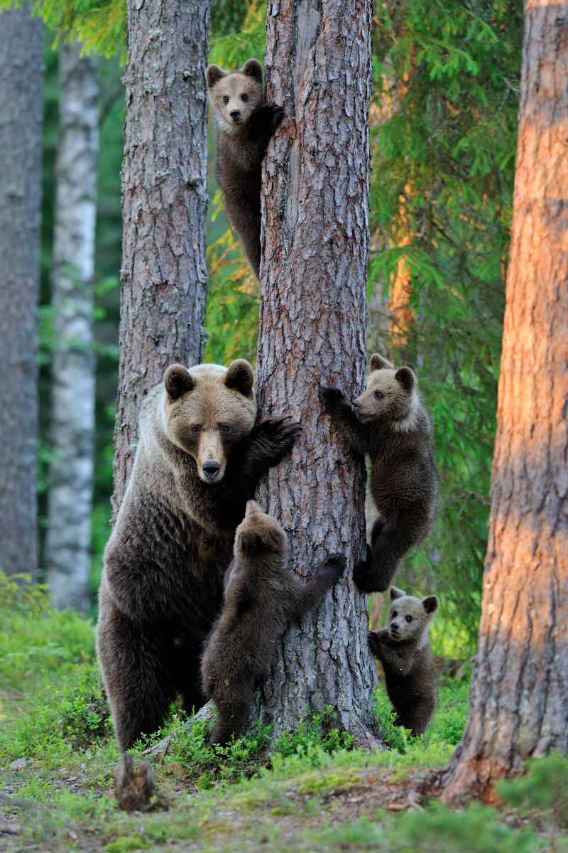 dreams about bears attacking biblical meaning