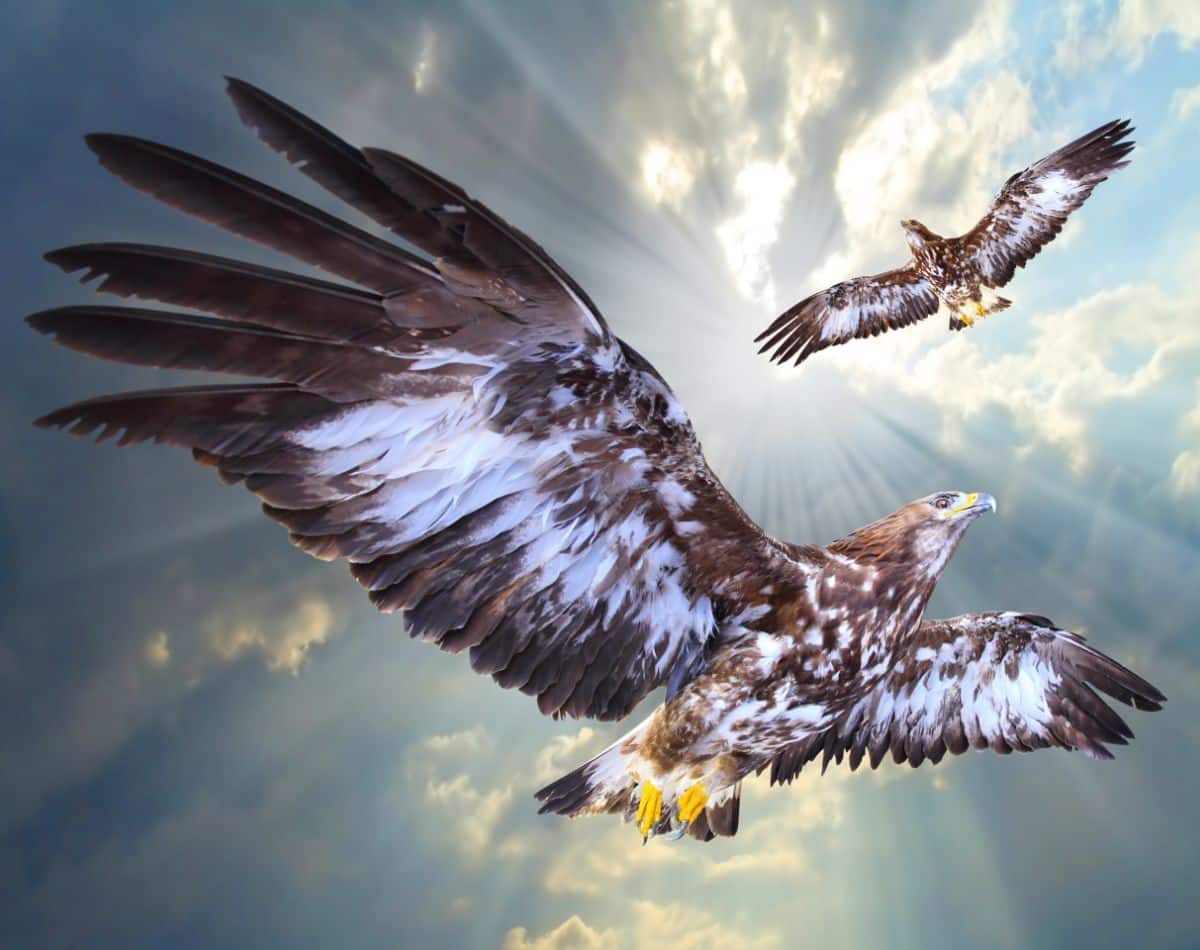 eagles flying together