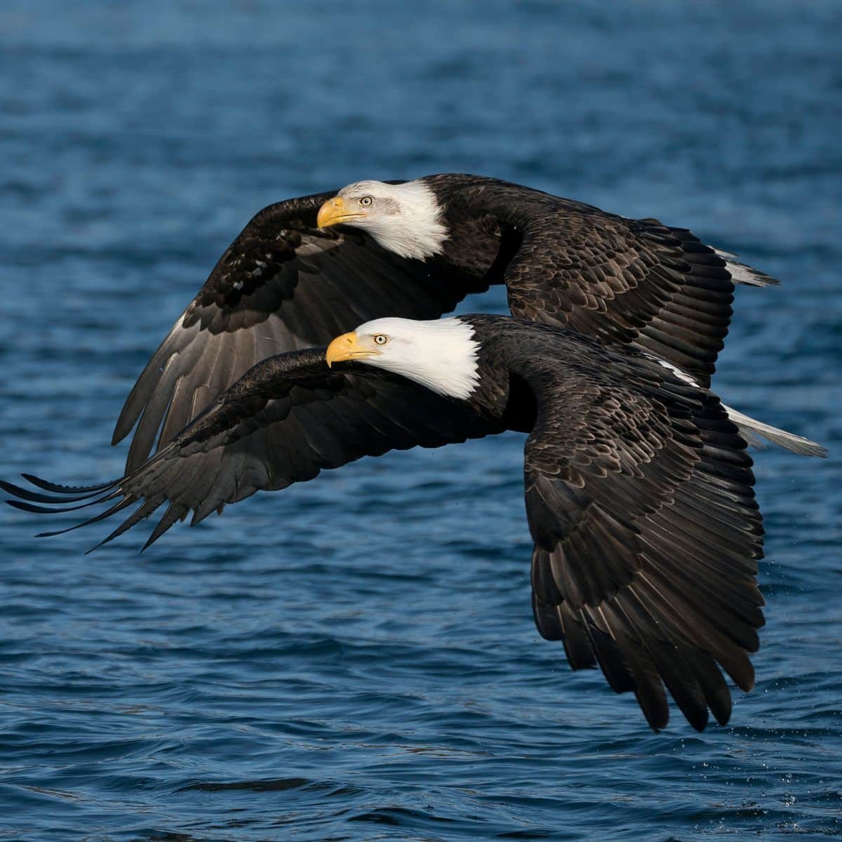 many eagles flying together meaning