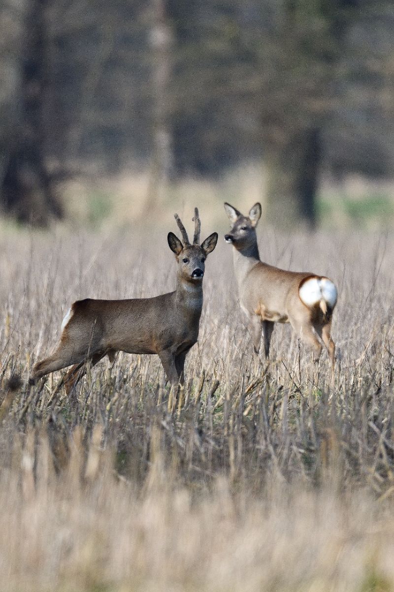 meaning of deer crossing your path