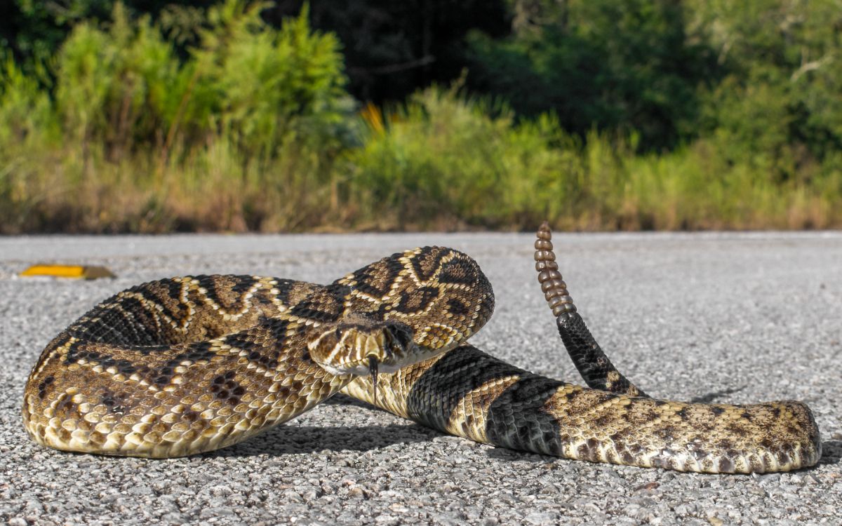 meaning of seeing a black snake in your path