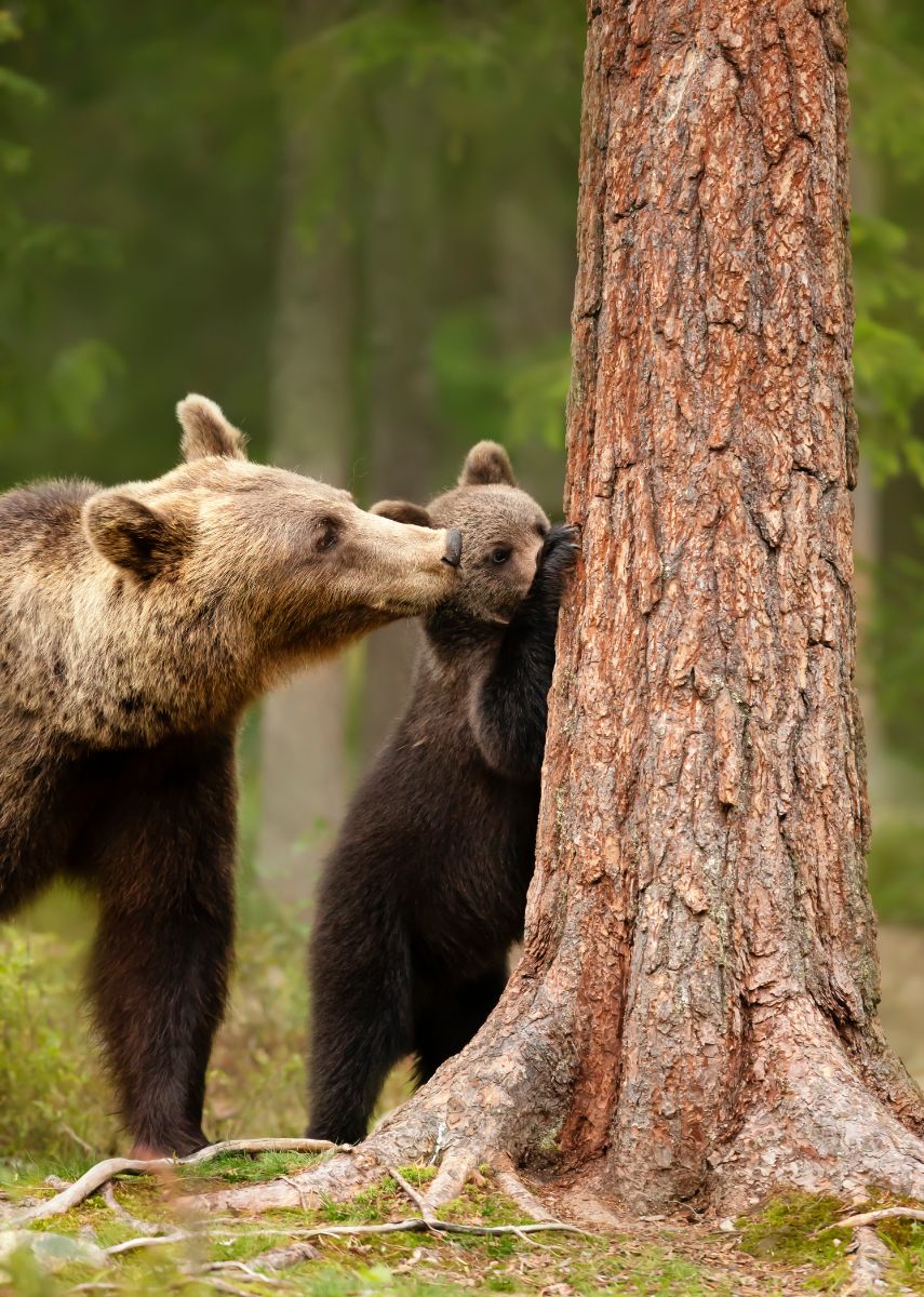 protective bear in a dream