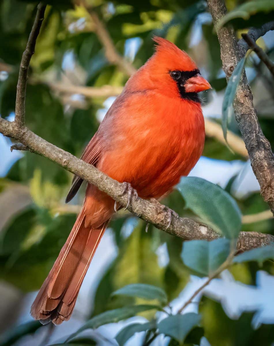 red bird pecking at window spiritual meaning