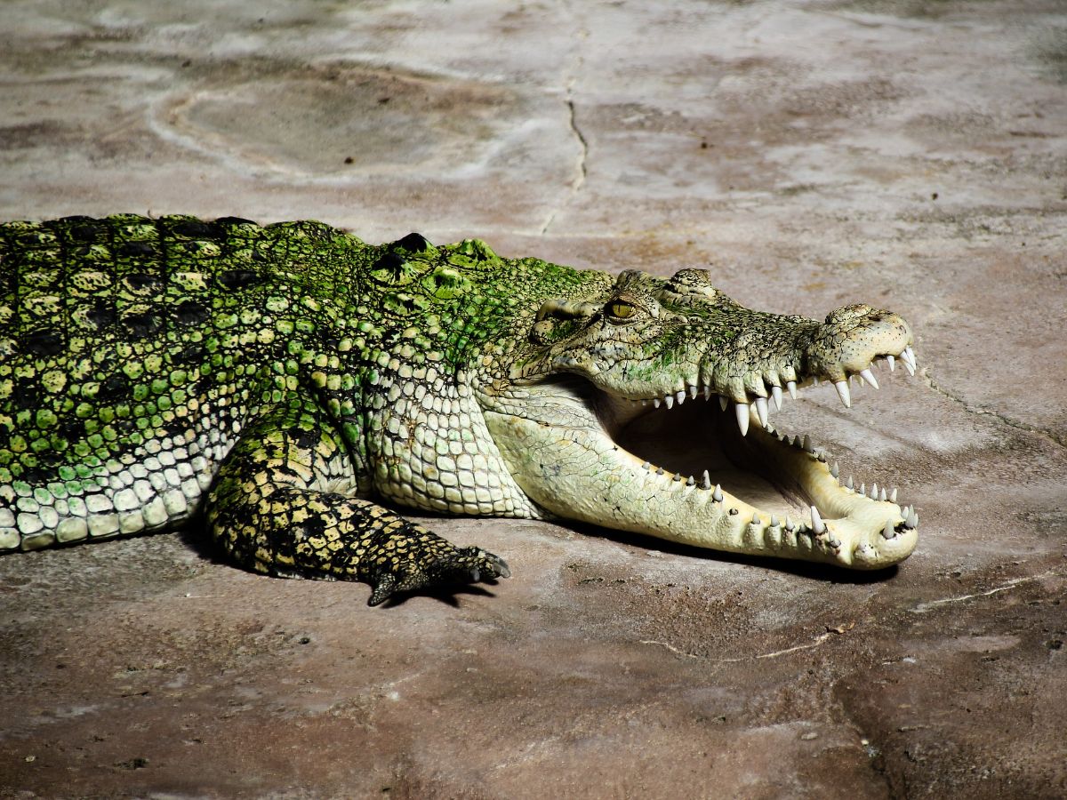 spiritual meaning of alligators in dreams