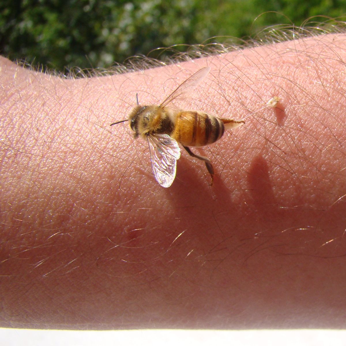 spiritual meaning of bees landing on you