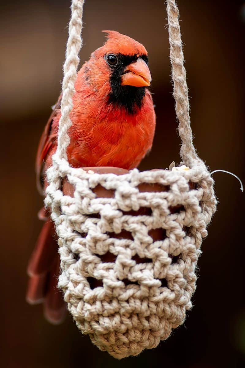 spiritual meaning of bird tapping on window