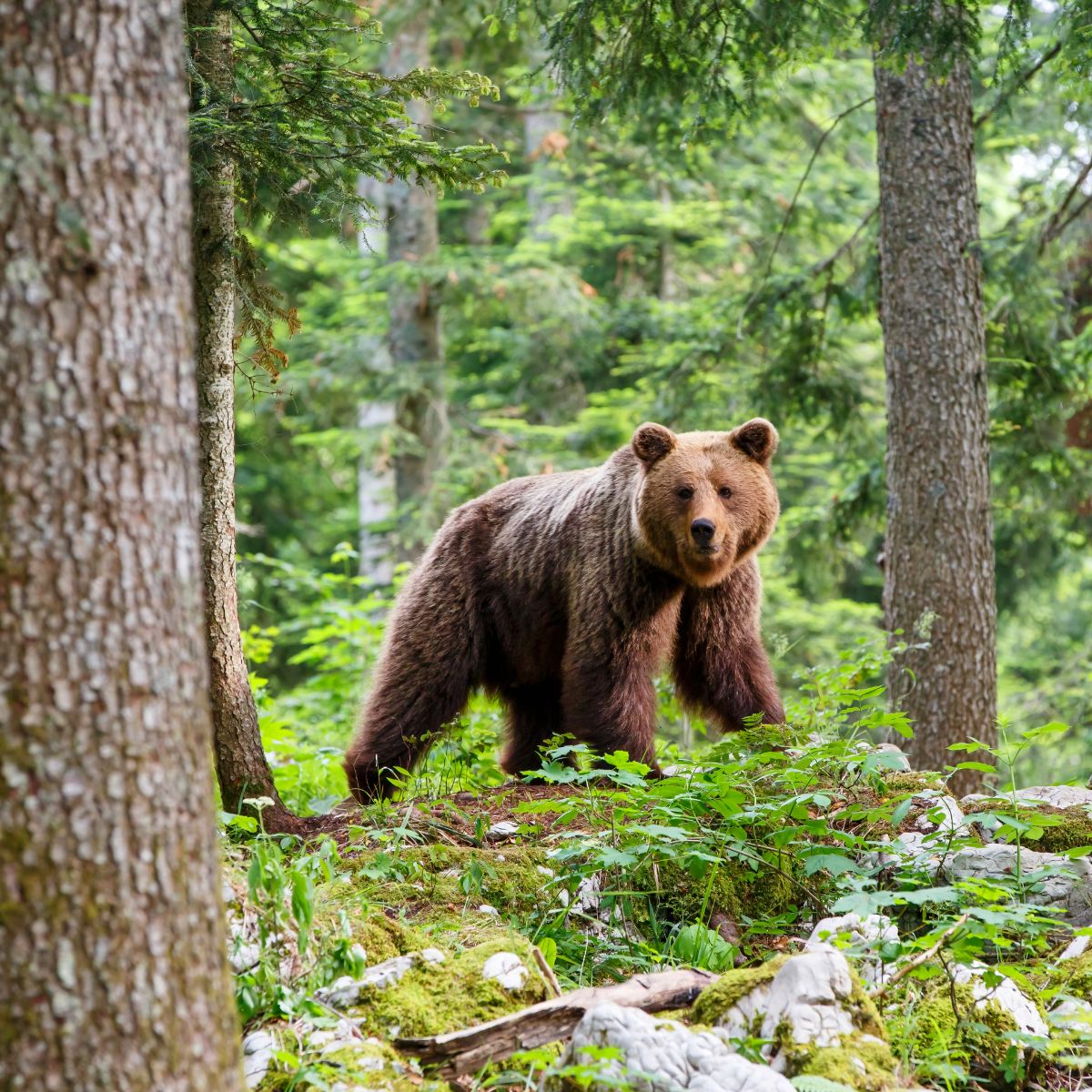 spiritual meaning of brown bears in dreams