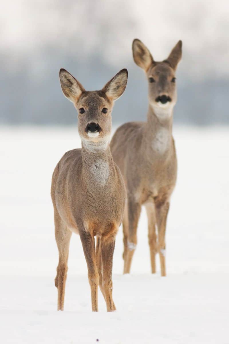 spiritual meaning of deer crossing your path