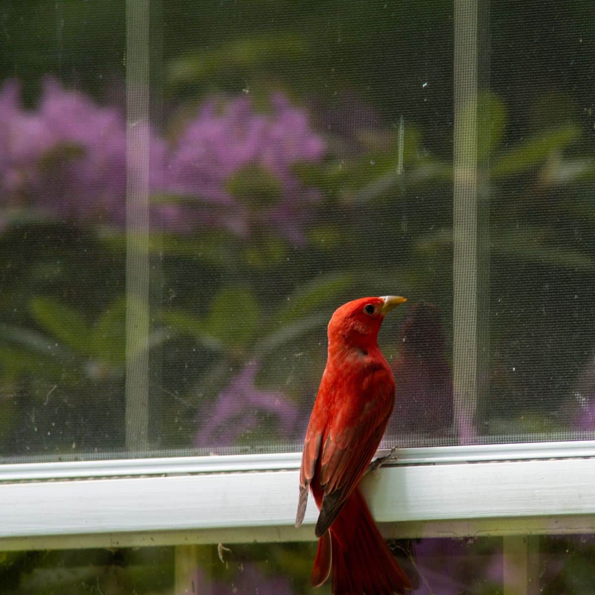 spiritual meaning of female cardinal tapping on window