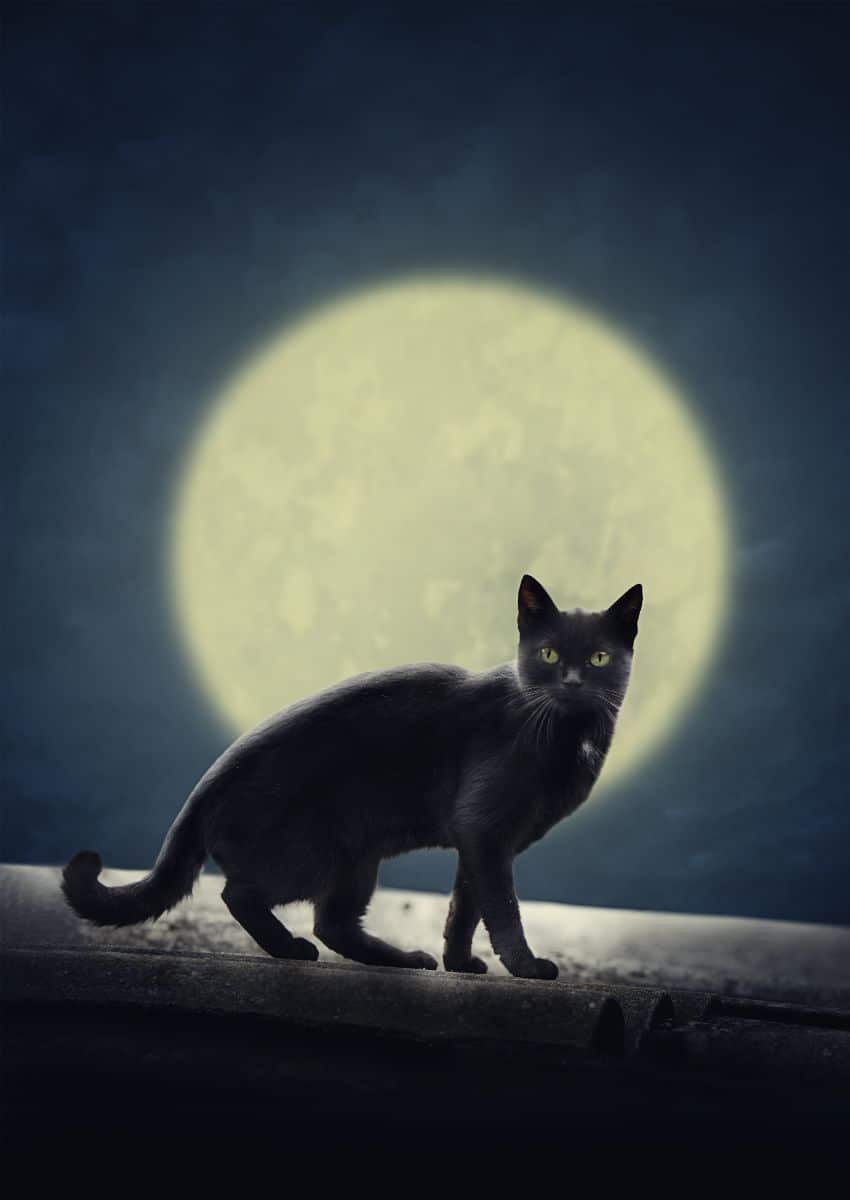 stray cat crying at night spiritual meaning