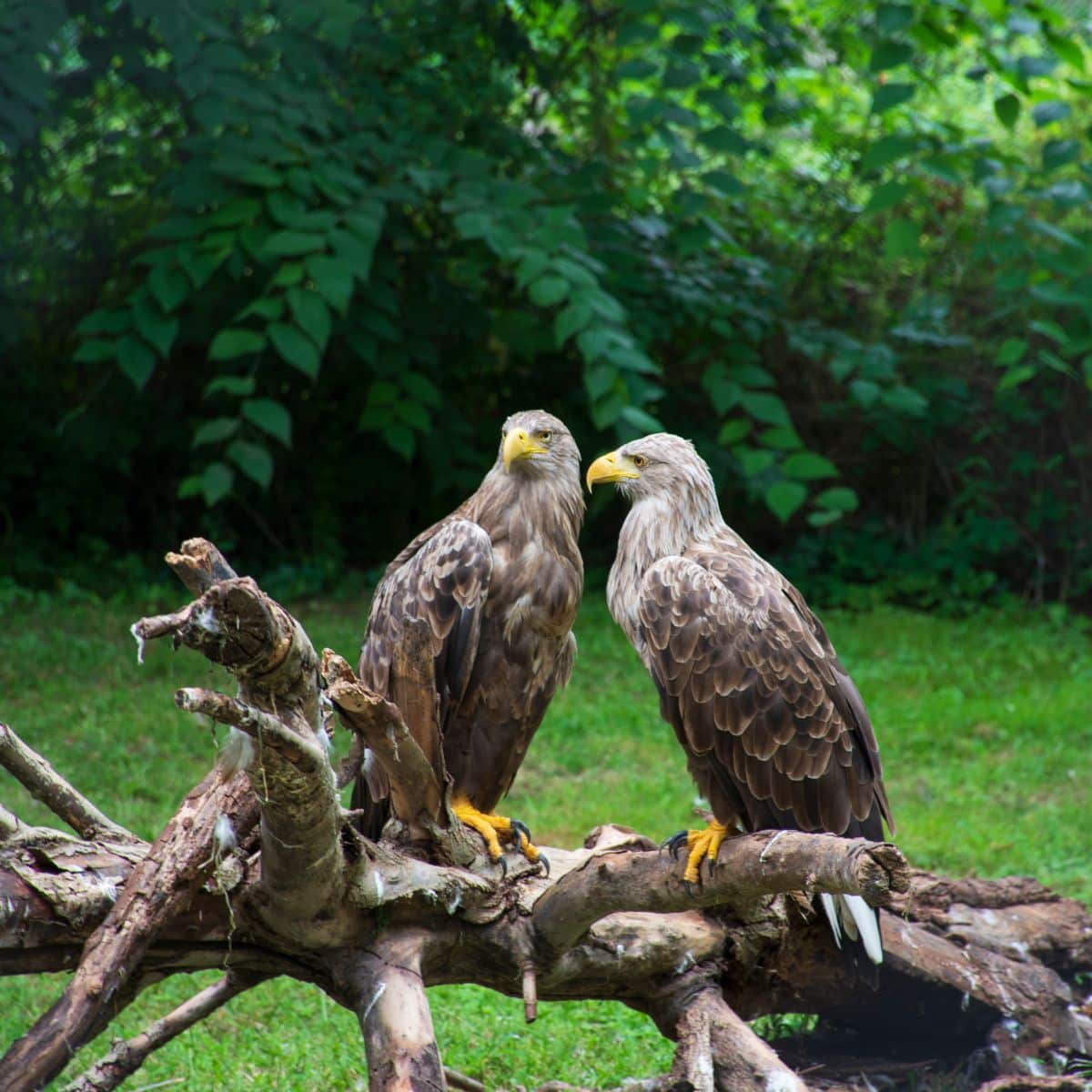 symbolism of seeing two eagles