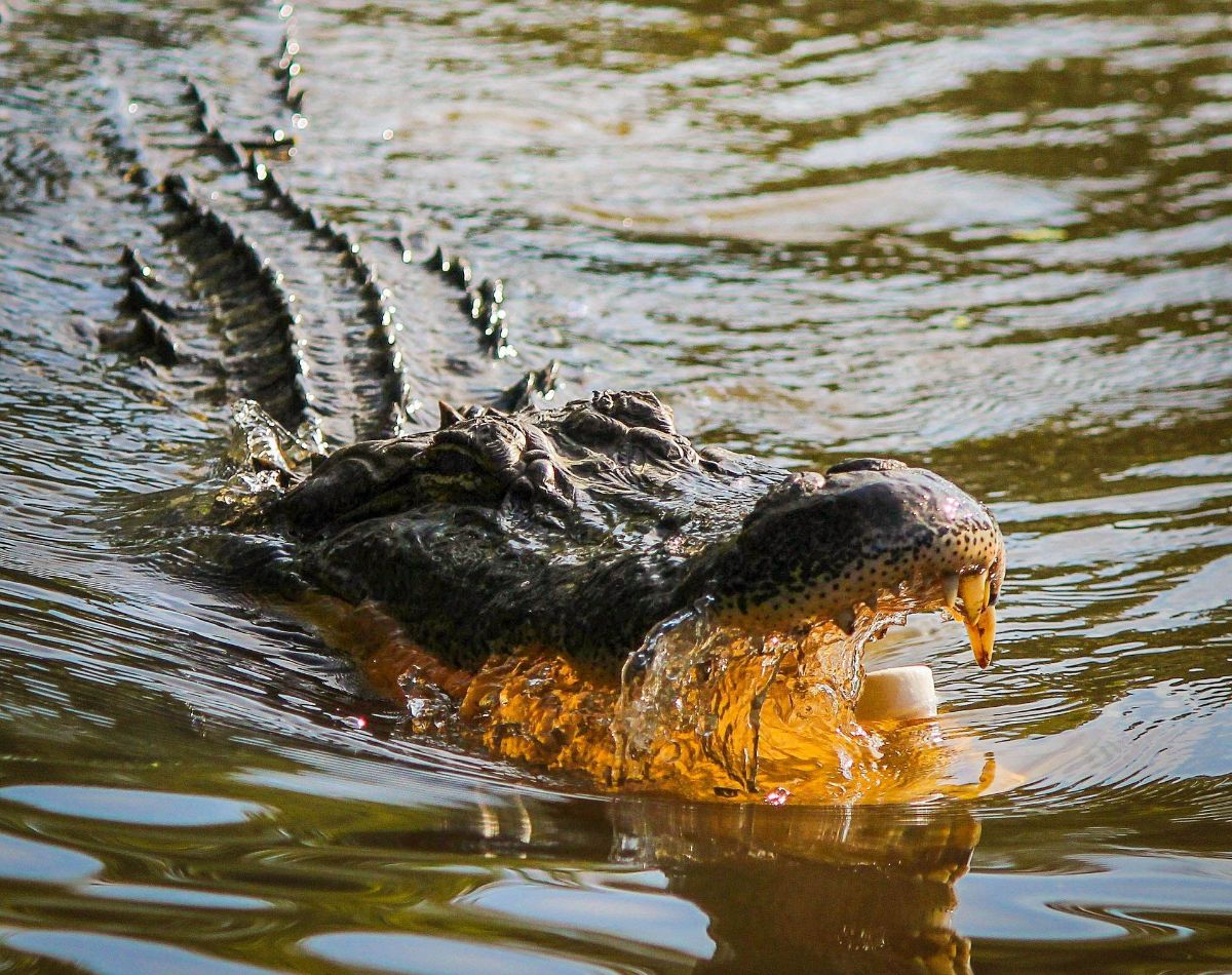 what does it mean spiritually to dream about alligators