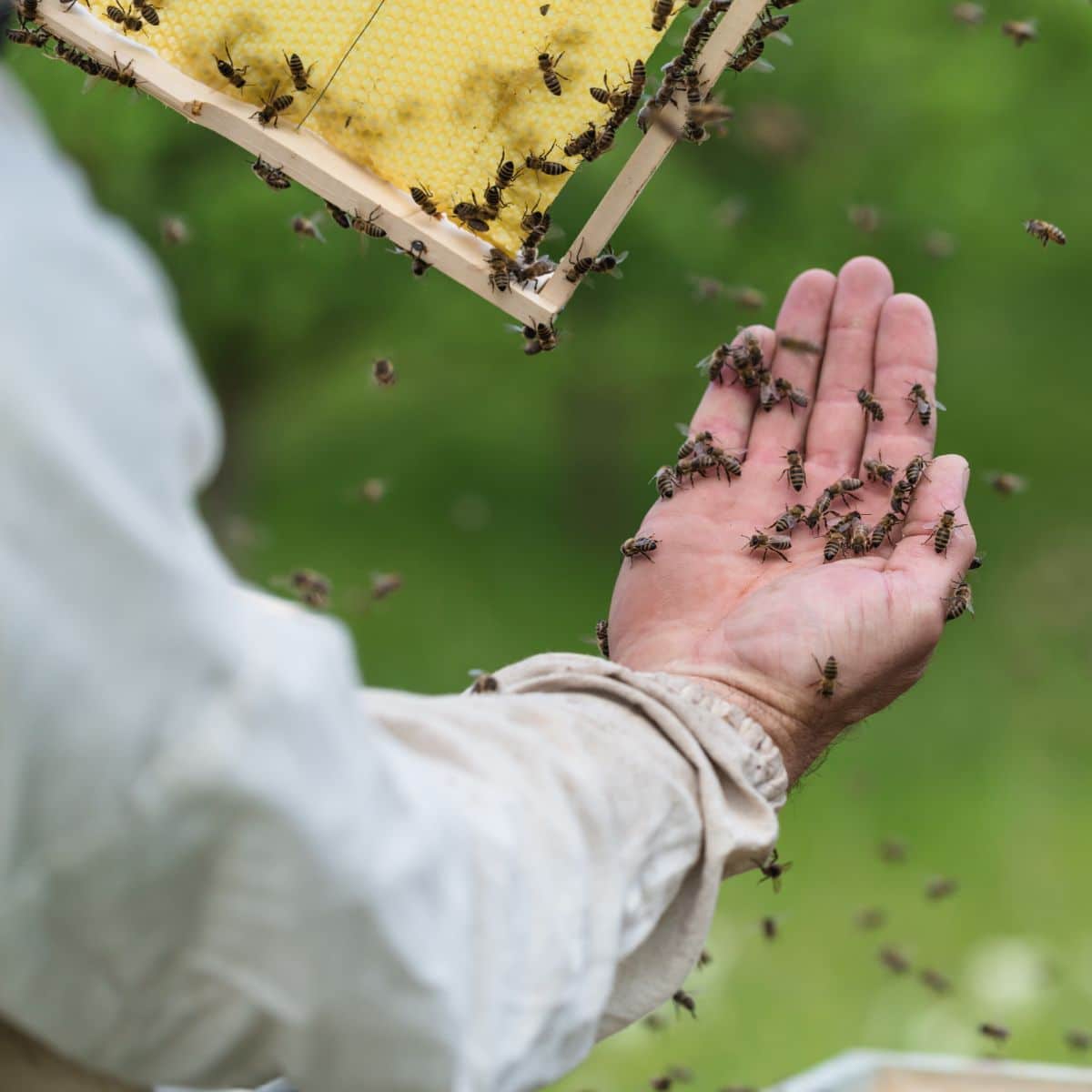 what does it mean when a bee lands on your hand