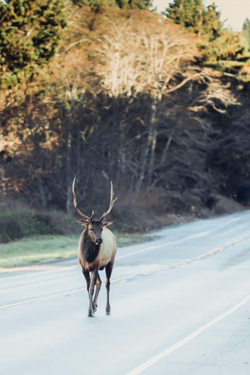 what does it mean when a buck crosses your path