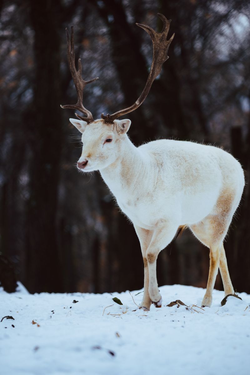 what does it mean when a deer crosses your path