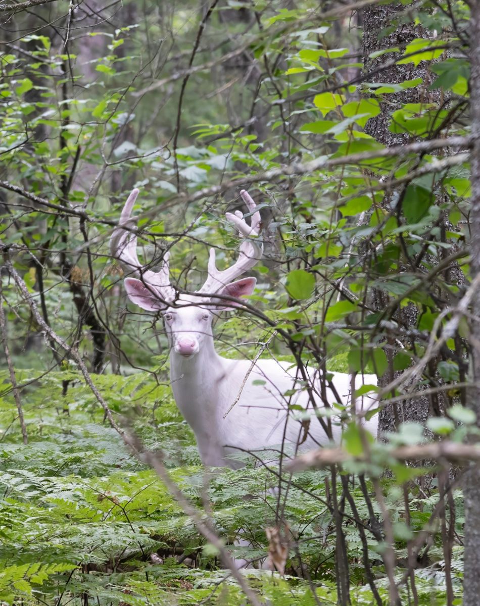 what does it mean when a deer runs in front of your car spiritual meaning