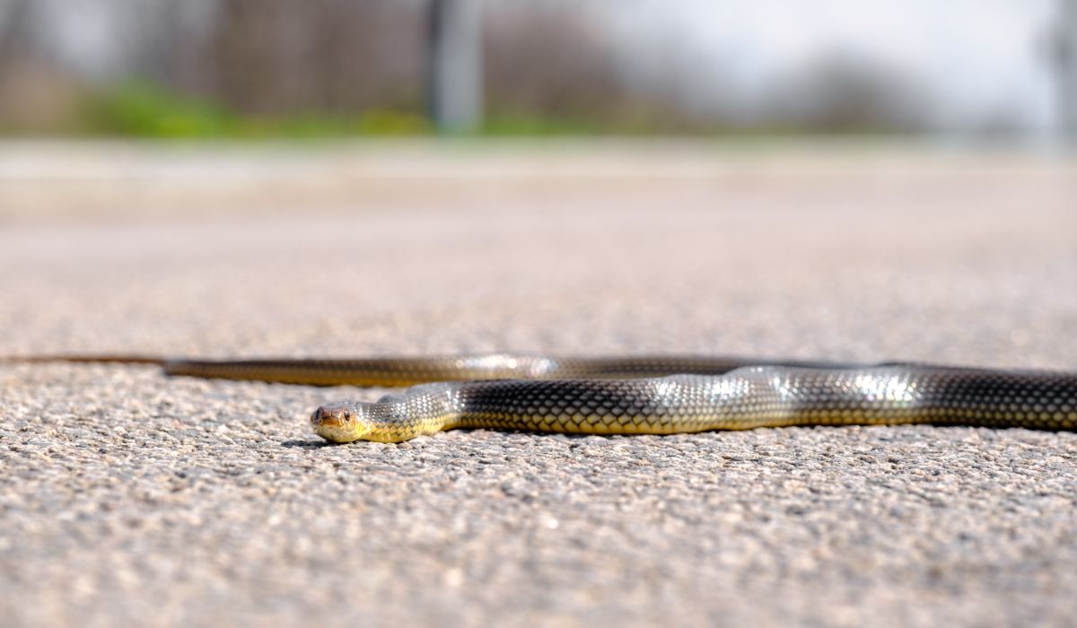 what does it mean when a snake crosses your path