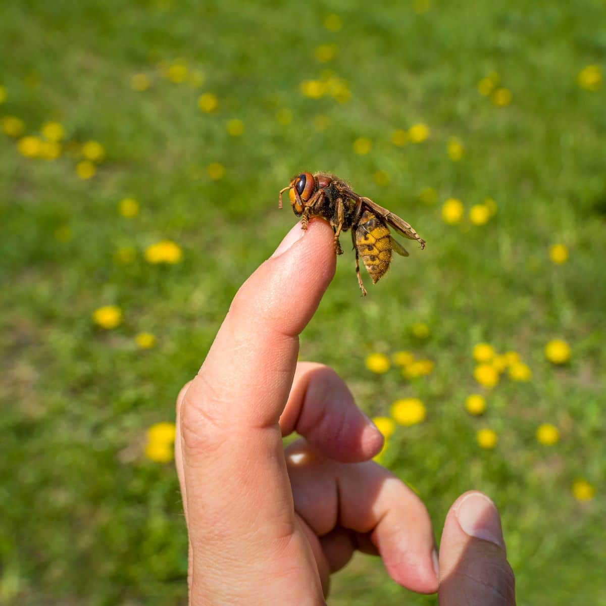 what does it mean when bees land on you