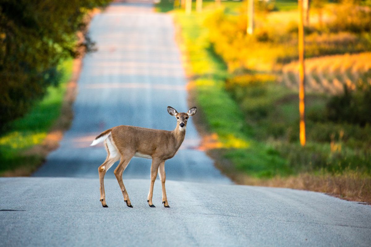 Are Deer A Sign Of Angels