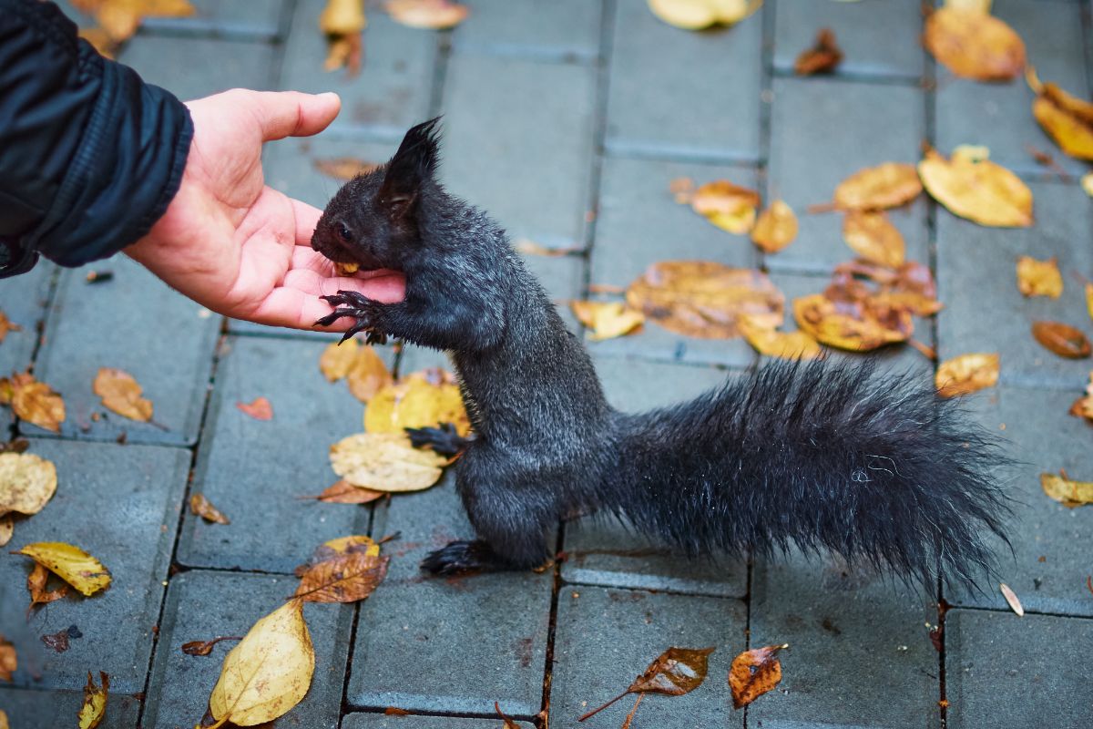 Black Squirrel Spiritual Meaning