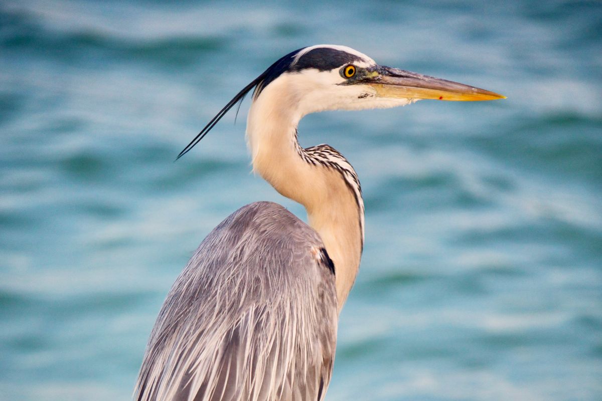 Great Blue Heron Spiritual Meaning