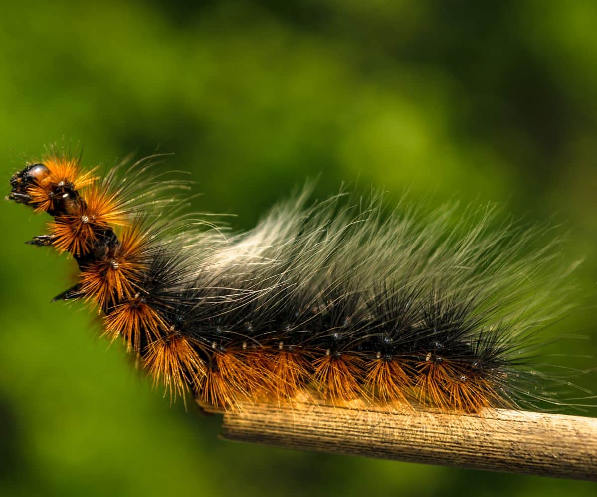 Hairy Caterpillar Spiritual Meaning