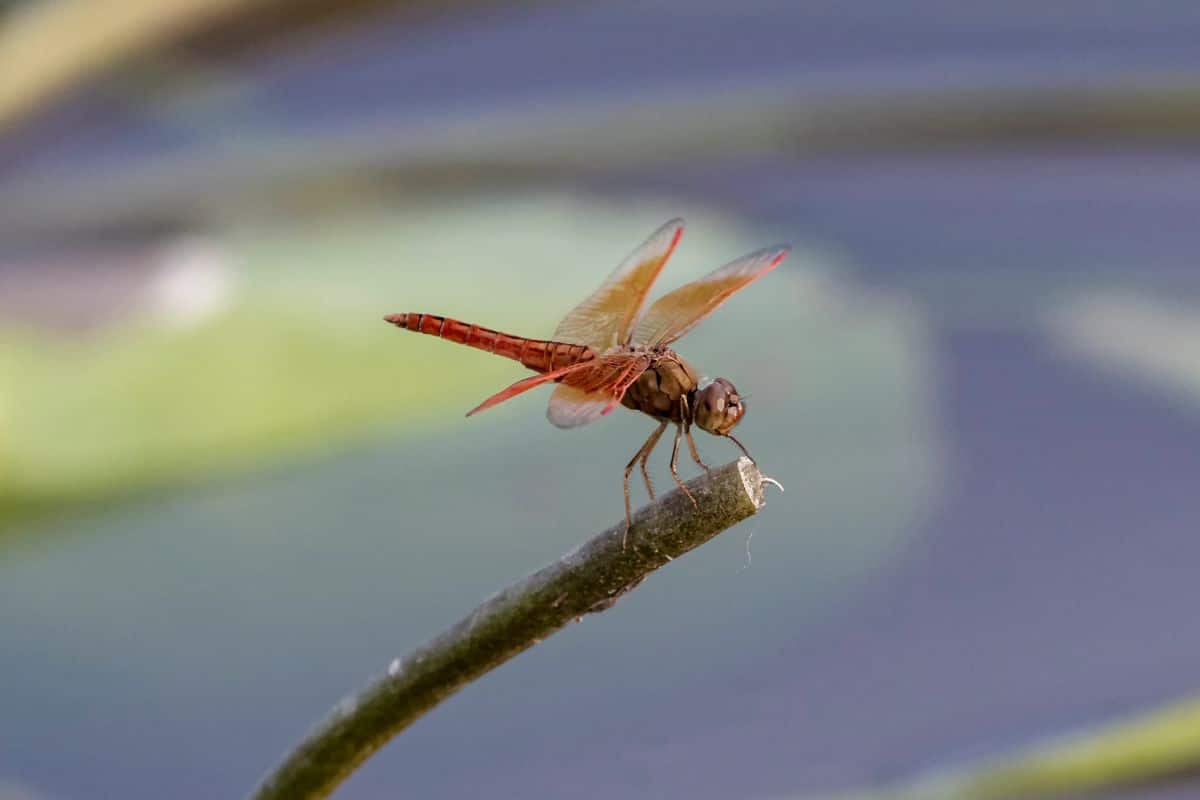 Red Dragonfly Spiritual Meaning