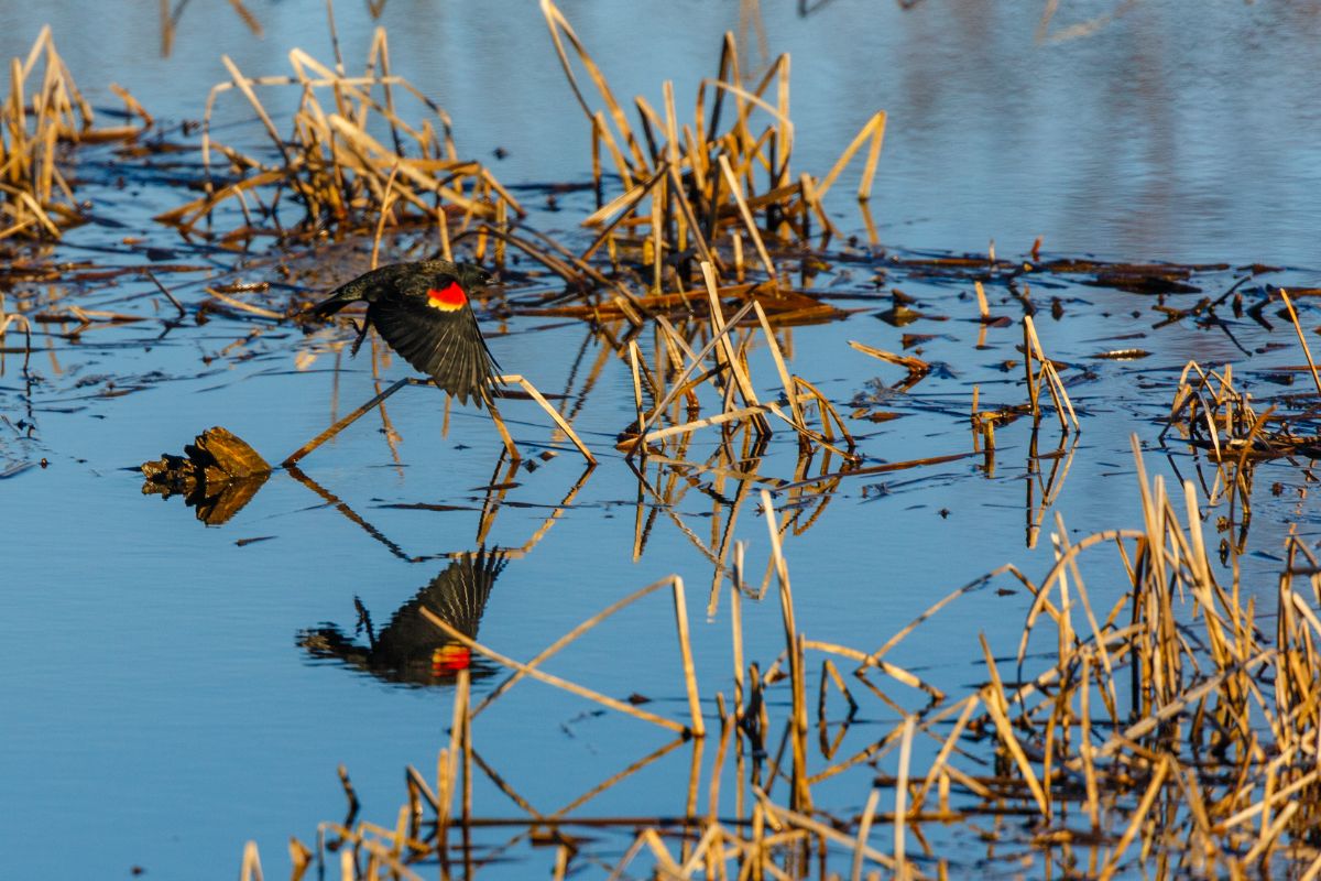 Red-Winged Blackbird Spiritual Meaning