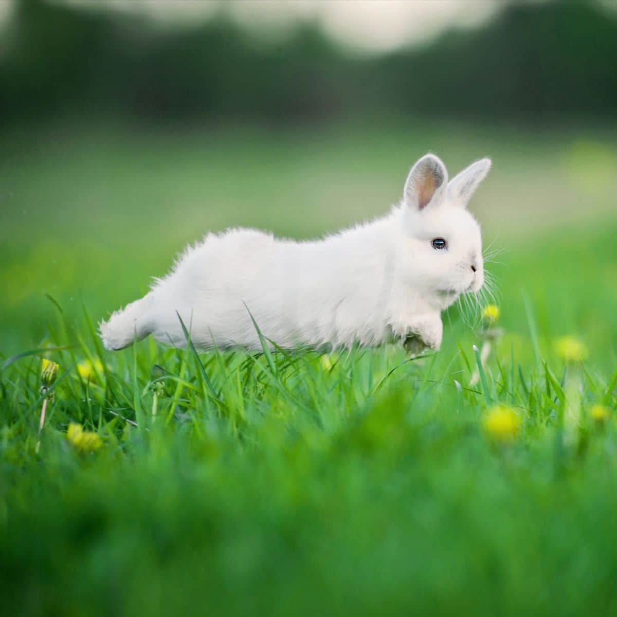 Running over Rabbit Meaning Spiritual