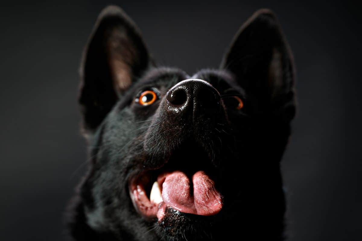 Seeing A Black Dog Spiritual Meaning