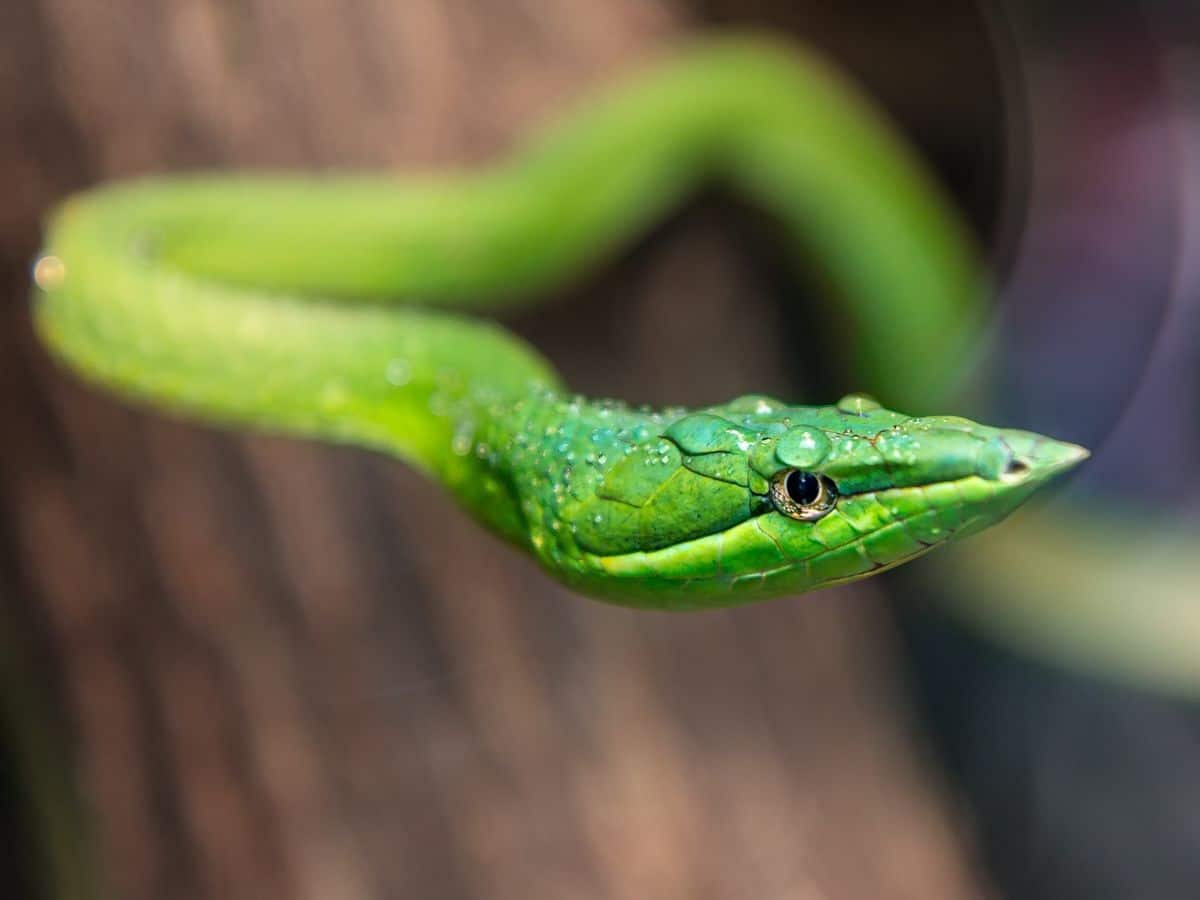 Seeing A Green Snake In Dream Spiritual Meaning