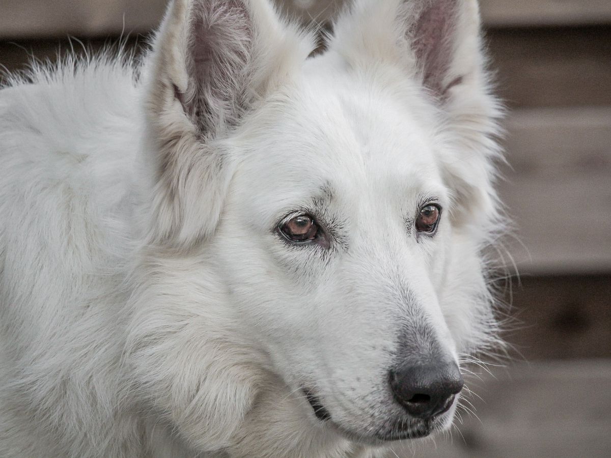 Seeing A White Dog Spiritual Meaning