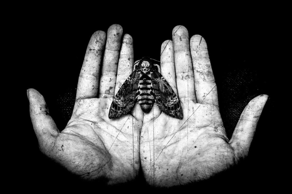 Spiritual Meaning Of A Moth Landing On You