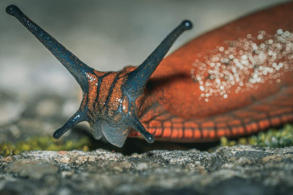 Spiritual Meaning Of Slugs In The House