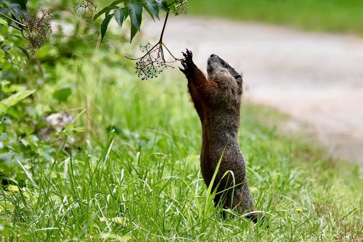 Spiritual Meaning Of Squirrel Crossing Your Path